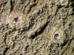 [Ocellularia tanii]
