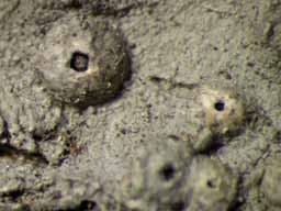 [Ocellularia triglyphica]