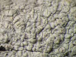[Ocellularia sp. A]