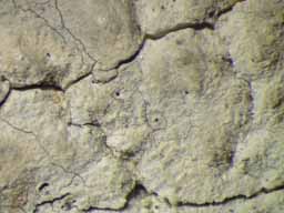 [Ocellularia sp. B]