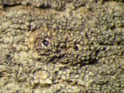 [Ocellularia sp. C]