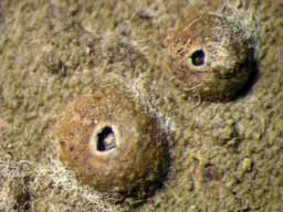 [Ocellularia sp. D]