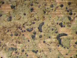 [Opegrapha vegae]
