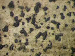 [Opegrapha vegae]