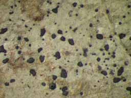 [Opegrapha vegae]