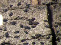 [Opegrapha sp.]