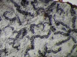 [Opegrapha sp.]