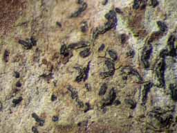 [Opegrapha sp.]