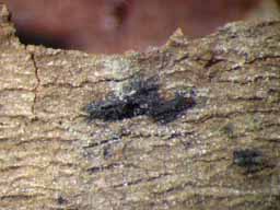 [Opegrapha sp.]