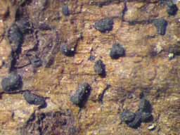 [Opegrapha sp.]