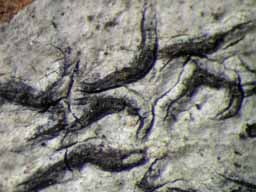 [Opegrapha sp.]
