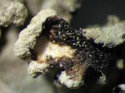 [Parmotrema praesorediosum]
