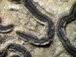 [Phaeographina prosiliens]