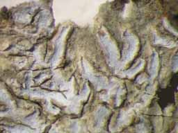 [Phaeographis caesioradians]