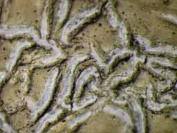 [Phaeographis caesioradians]