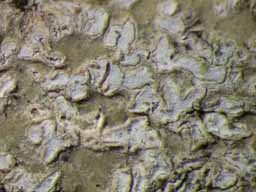 [Phaeographis caesioradians]
