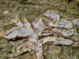[Phaeographis caesioradians]
