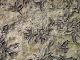 [Phaeographis caesioradians]
