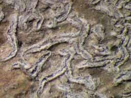 [Phaeographis caesioradians]