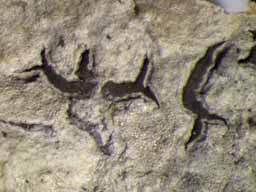 [Phaeographis dendritica]