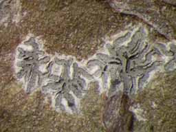 [Phaeographis intricans]