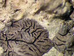 [Phaeographis intricans]
