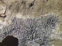 [Phaeographis intricans]