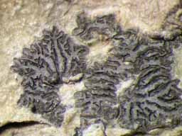 [Phaeographis intricans]