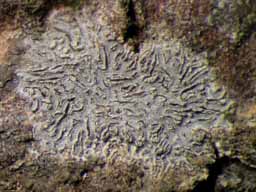 [Phaeographis intricans]