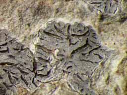[Phaeographis intricans]