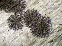 [Phaeographis intricans]
