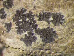 [Phaeographis intricans]