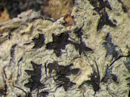 [Phaeographis punctiformis var. nylanderi]