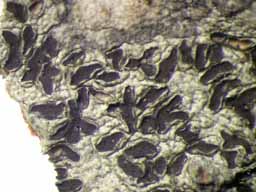 [Phaeographis punctiformis var. nylanderi]