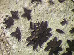 [Phaeographis punctiformis var. nylanderi]