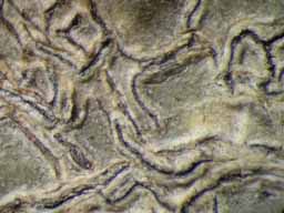 [Phaeographis scalpturata]