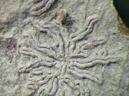 [Phaeographis sp. A]
