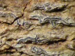 [Phaeographis sp. B]