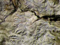 [Phaeographis sp. C]