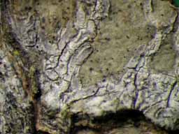 [Phaeographis sp. C]