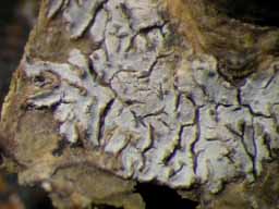 [Phaeographis sp. C]
