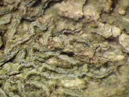 [Phaeographis sp. D]