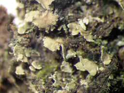 [Phyllopsora sp.]