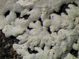 [Physcia tribacioides]