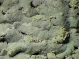 [Physcia tribacioides]