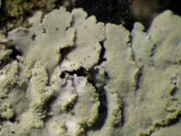 [Physcia sp. A]