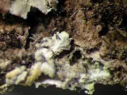 [Physcia sp. A]