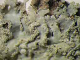 [Physcia sp. A]