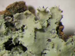 [Physcia sp. A]