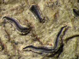[Platygramme flexuosa]